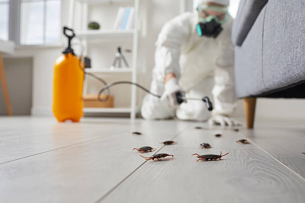 Post-Treatment Bed Bug Interceptor Monitoring in Santa Anna